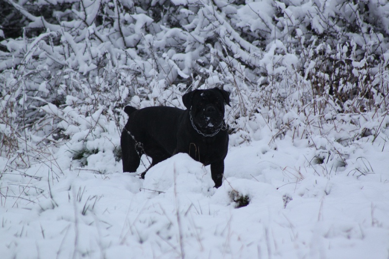 Les chiens sous la neige janvier 2012