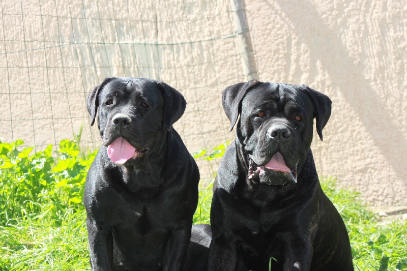 MES CHIENS 15 MOIS ET D ERA 3 ANS